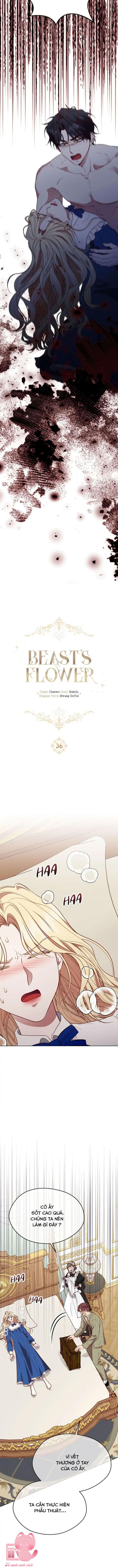 Đoá Hoa Của Dã Thú - Chap 36