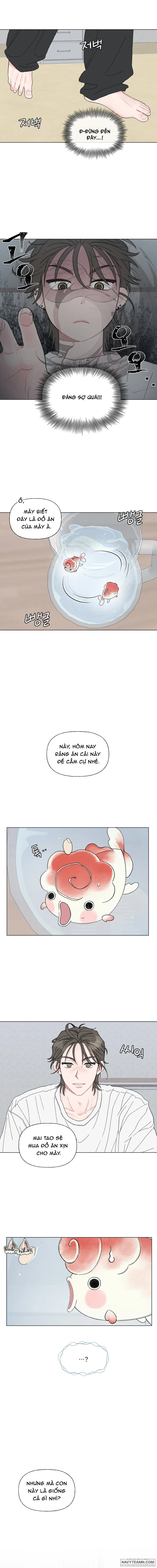 Oranda Siêu Cấp Đáng Yêu - Chap 1